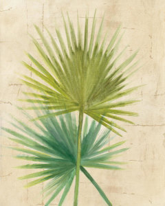 Albena Hristova - Fan Palm