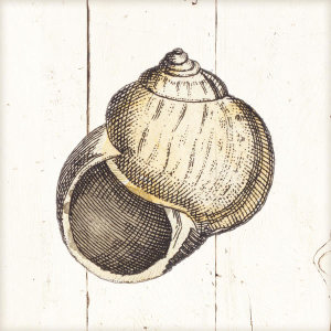 Wild Apple Portfolio - Shell Sketches II Shiplap