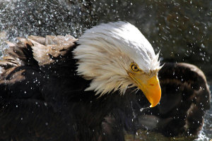 Vic Schendel - Bald Eagle Fisherman