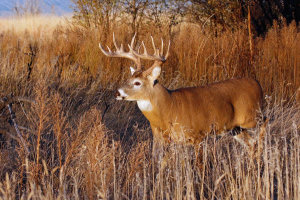 Vic Schendel - Whitetail Buck