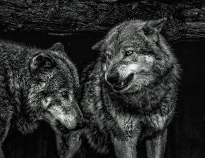 European Master Photography - Wolfpack black & white