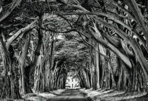 European Master Photography - Cypress Trees black&white
