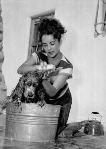 Hollywood Photo Archive - Elizabeth Taylor washing a dog