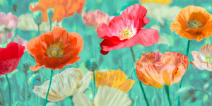 Cynthia Ann - Poppies in Bloom