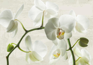 Jenny Thomlinson - Ivory Orchids