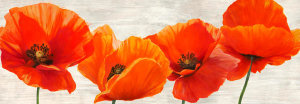 Jenny Thomlinson - Bright Poppies