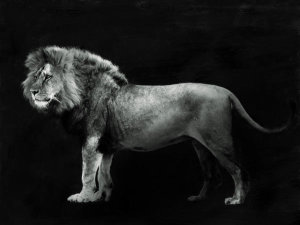 Julian Lauren - Panthera Leo