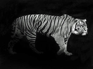 Julian Lauren - Panthera Tigris