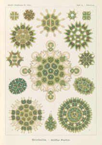 Ernst Haeckel - Algae, Genus Pediastrum (Melethallia - Gesellige Algetten)