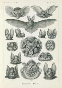 Ernst Haeckel - Bats (Chiroptera - Fledertiere)