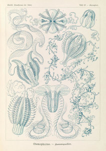 Ernst Haeckel - Comb Jellies (Ctenophorae - Kammquallen)