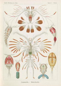 Ernst Haeckel - Copopod Crustaceans (Copepoda - Ruderkrebse)