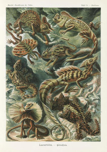 Ernst Haeckel - Corytophanid Lizards (Lacertilia - Eidechlen)