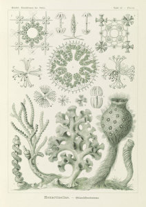 Ernst Haeckel - Glass Sponges (Hexactinellae - Glasschwamme)