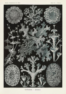 Ernst Haeckel - Lichen (Lichenes - Flechten)