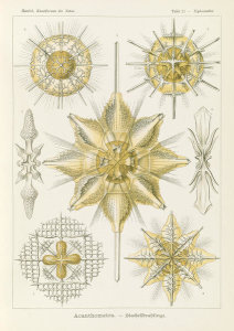 Ernst Haeckel - Marine Animals (Acanthometra - Stachelstrahlinge)