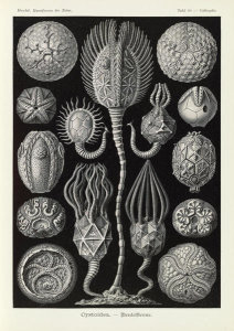 Ernst Haeckel - Marine Animals (Cystoidea - Beutelsterne)