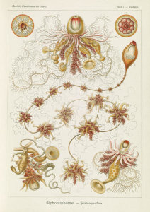 Ernst Haeckel - Marine Invertebrates (Siphonophorae - Staatsquallen)