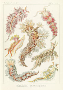 Ernst Haeckel - Marine Mollusks (Nudibranchia - Nacktkiemen-Schnecken)