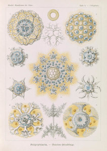 Ernst Haeckel - Microorganisms (Polycyttaria - Vereins-Strahlinge)