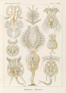 Ernst Haeckel - Microorganisms (Rotatoria - Radertiere)