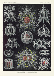 Ernst Haeckel - Microorganisms (Stephoidea - Ringelstrahlinge)
