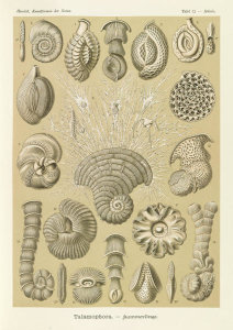 Ernst Haeckel - Microorganisms (Talamophora - Kammerlinge)