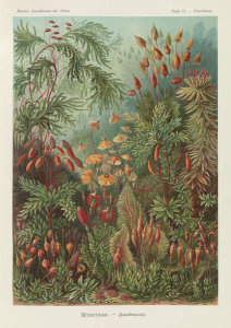Ernst Haeckel - Mosses (Muscinae - Laubmoose)