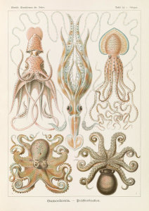 Ernst Haeckel - Octopi (Gamochonia - Trichterkraken)