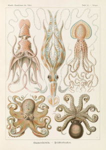 Ernst Haeckel - Octopi (Gamochonia - Trichterkraken)
