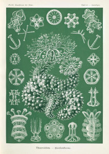 Ernst Haeckel - Sea Cucumbers (Thuroidea - Gurkensterne)