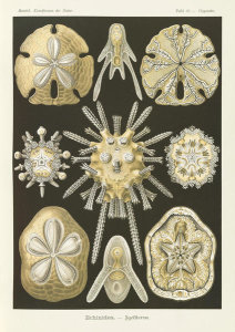 Ernst Haeckel - Sea Urchins and Sand Dollars (Echinidea - Igelsterne)