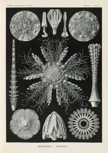 Ernst Haeckel - Sea Urchins and Sand Dollars (Echinidea - Igelsterne)