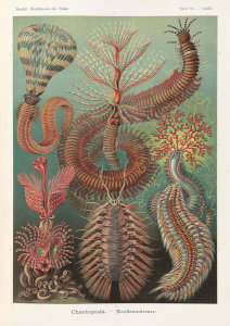 Ernst Haeckel - Spined Marine Worms (Chaetopoda - Borstenwurmer)