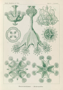 Ernst Haeckel - Stalked Jellyfish (Stauromedusae - Becherquallen)