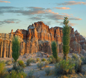 Tim Fitzharris - Joshua Tree saplings and cliffs, Red Rock Canyon National Conservation Area, Nevada