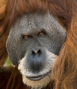 Tim Fitzharris - Sumatran Orangutan male