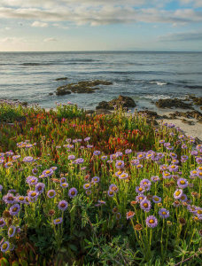 Tim Fitzharris - Seaside Fleabane flowering on beach, Pebble Beach, California