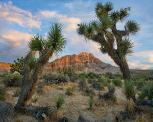 Tim Fitzharris - Joshua Tree pair and cliffs, Red Rock Canyon State Park, California