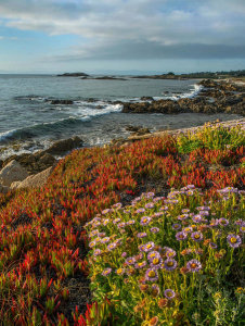 Tim Fitzharris - Ice Plant and flowering Seaside Fleabane on coast, Pebble Beach, California