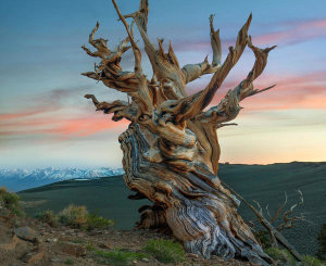 Tim Fitzharris - Great Basin Bristlecone Pine Tree, Inyo National Forest, California