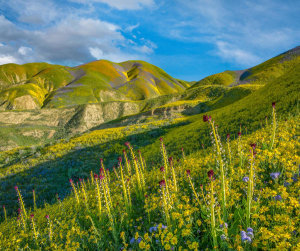 Tim Fitzharris - Desert Candle, Phacelia, and Hillside Daisy flowers, superbloom, Temblor Range, Carrizo Plain National Monument, California