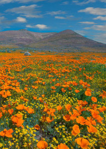 Tim Fitzharris - California Poppy flowers, superbloom, Antelope Valley, California