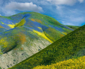 Tim Fitzharris - Phacelia and Hillside Daisy flowers, superbloom, Temblor Range, Carrizo Plain National Monument, California