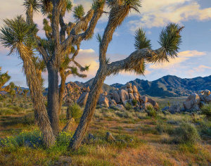 Tim Fitzharris - Joshua Tree, Joshua Tree National Park, California