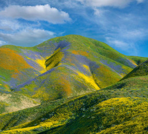 Tim Fitzharris - Phacelia and Hillside Daisy wildflower bloom, Temblor Range, Carrizo Plain National Monument, California