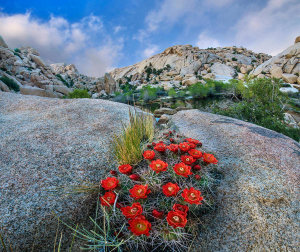 Tim Fitzharris - Claret Cup Cactus flowering near Barker Pond Trail, Joshua Tree National Park, California