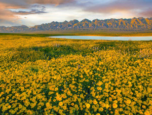 Tim Fitzharris - Hillside Daisy flowers, superbloom, Temblor Range, Carrizo Plain National Monument, California