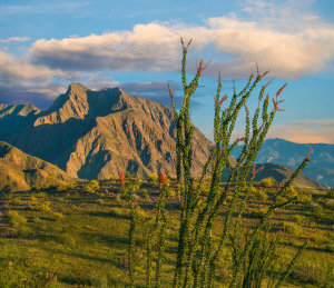 Tim Fitzharris - Ocotillo, Anza-Borrego Desert State Park, California