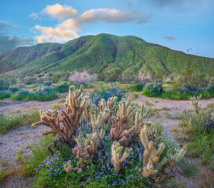 Tim Fitzharris - Desert Bluebells and Teddy Bear Cholla in spring, Anza-Borrego Desert State Park, California